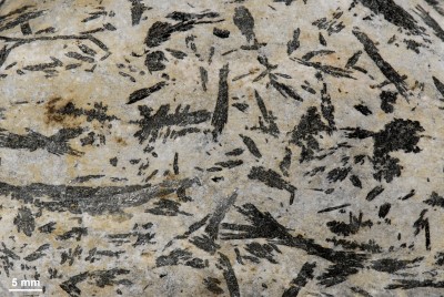 amphibolporphyroblastischer Fels, Detail