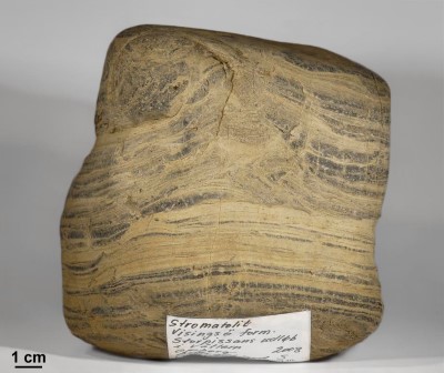 Visingsö Stromatolith
